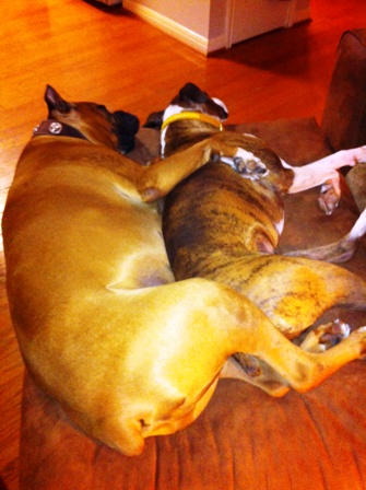 Roxy and Bruzer