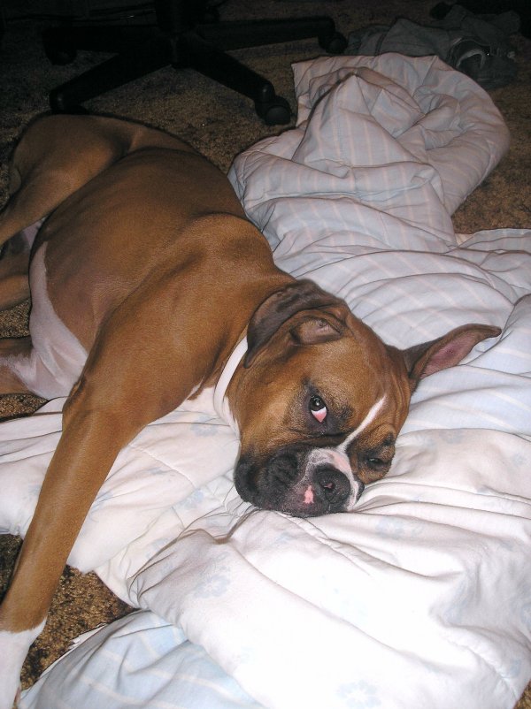 Roxy and her blanky!