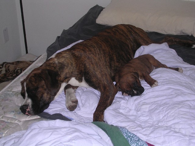 Roxy And King