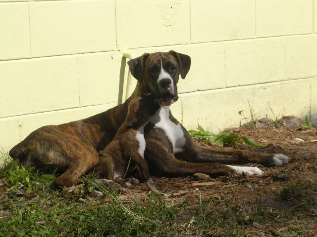 Roxy And King