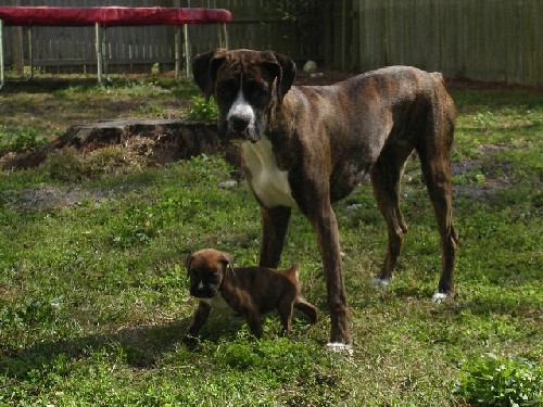 Roxy And King