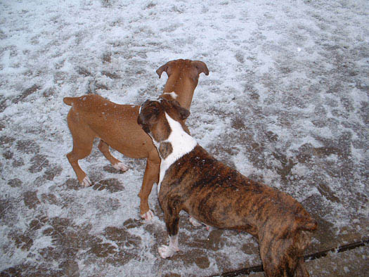 Roxy and Mena
