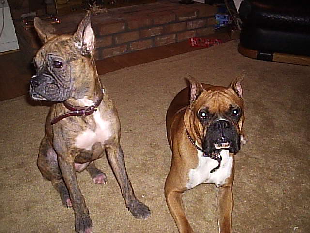 Roxy and Ozzy