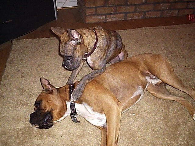 Roxy and Ozzy