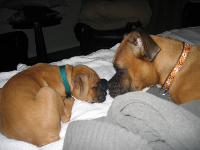 Roxy and Roscoe