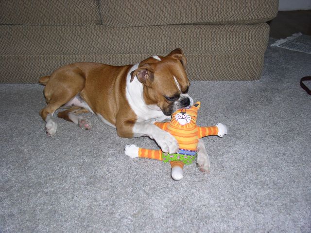 Roxy and the Awful Mad Kitty