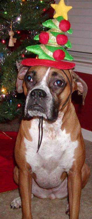 Roxy and the Christmas hat.