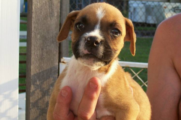 Roxy at 6 weeks