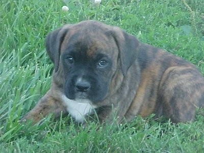 Roxy at 8 weeks