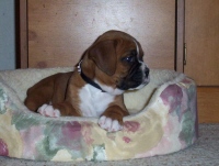 Roxy at Auntie Marvies