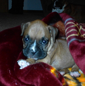 Roxy Balboa 6wks