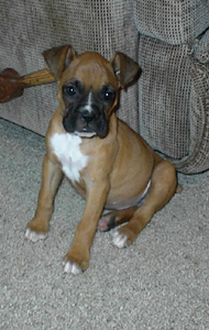 Roxy Balboa @ 9wks