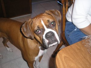 Roxy begging at the table!