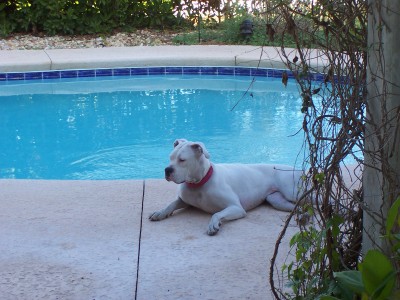 Roxy by the pool