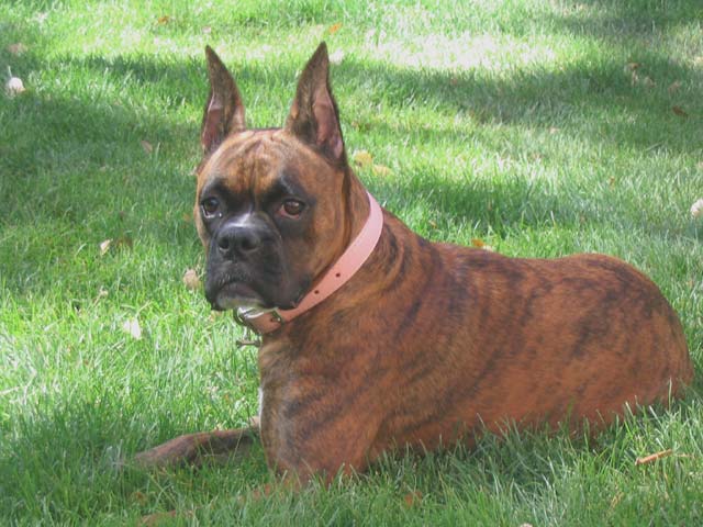 Roxy deep in thought