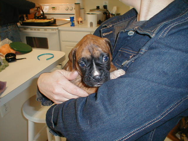 Roxy-Easter Sunday 1 month old