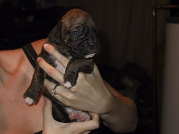 Roxy girl