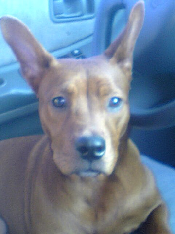Roxy Girl