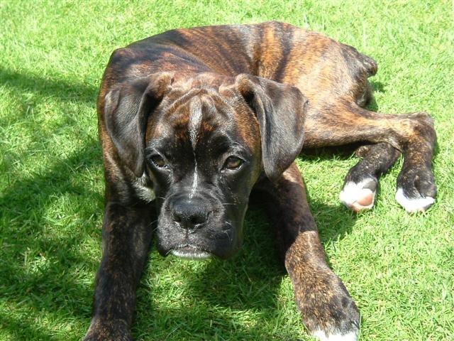 Roxy having a lie down