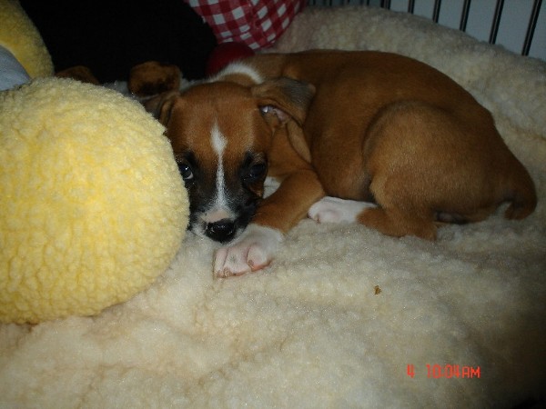 Roxy in her crate