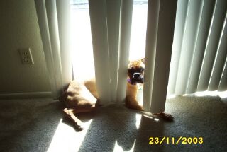 Roxy in the blinds