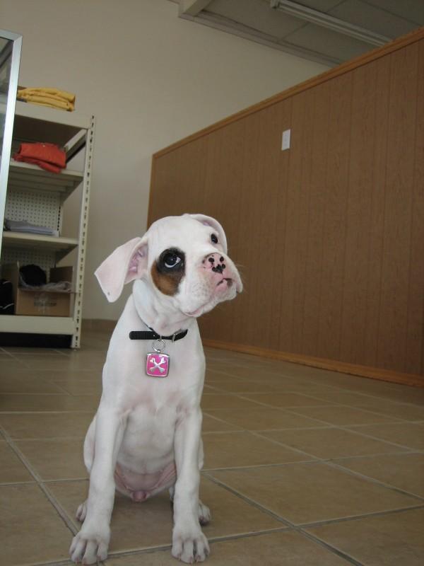 Roxy Is A Thinker