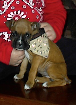 roxy loves her bandana