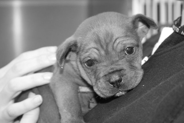 Roxy Lucille