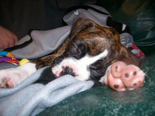 Roxy pup