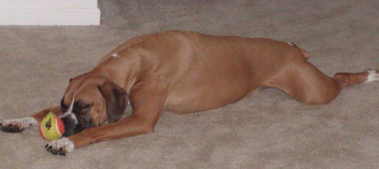 Roxy Sleeping