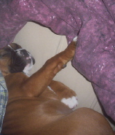 Roxy sneaked her way behind daddy to sleep.