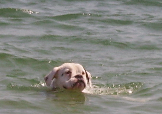 ROXY SWIMMING FLAT OUT!!