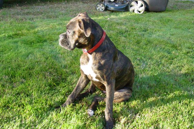 Roxy the Sun Dog