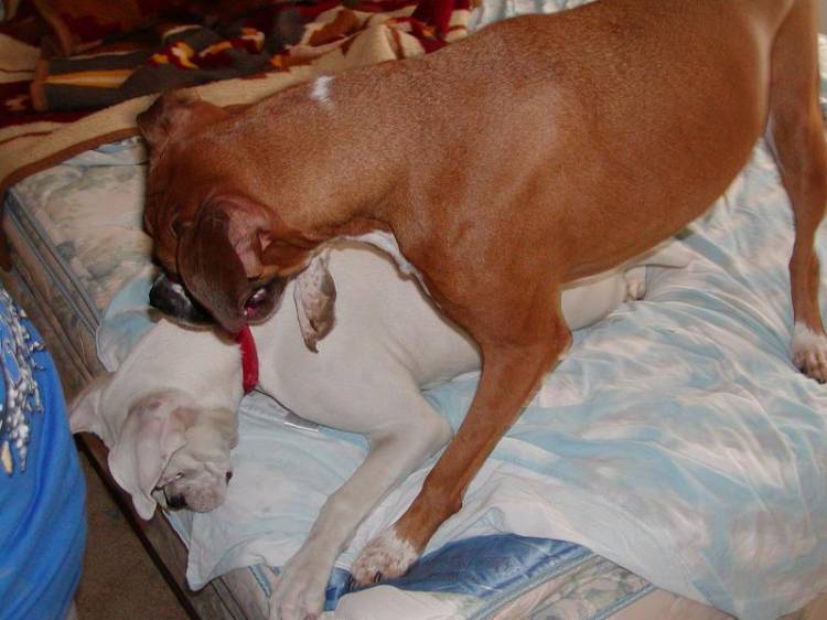 Roxy trying to play with the new pup
