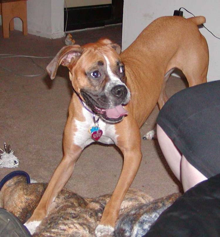 Roxy wanting to play!