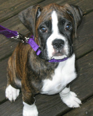 Roxy
