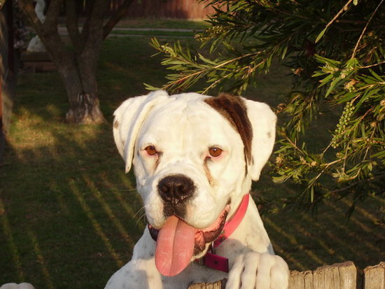 ROXY
