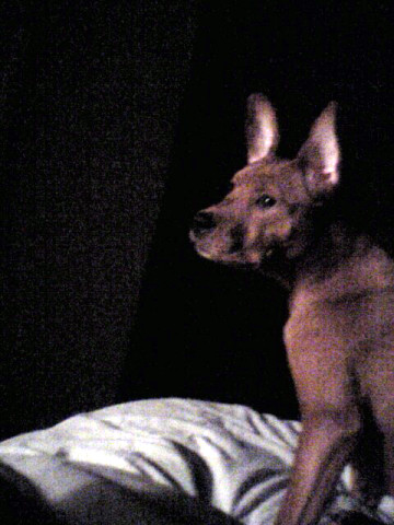 Roxy