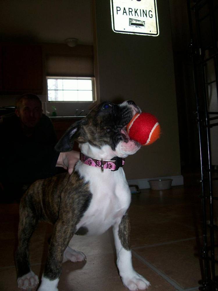 Roxy