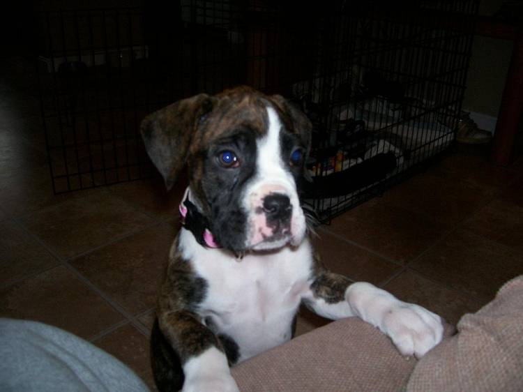 Roxy
