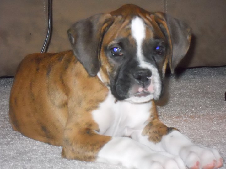 Roxy