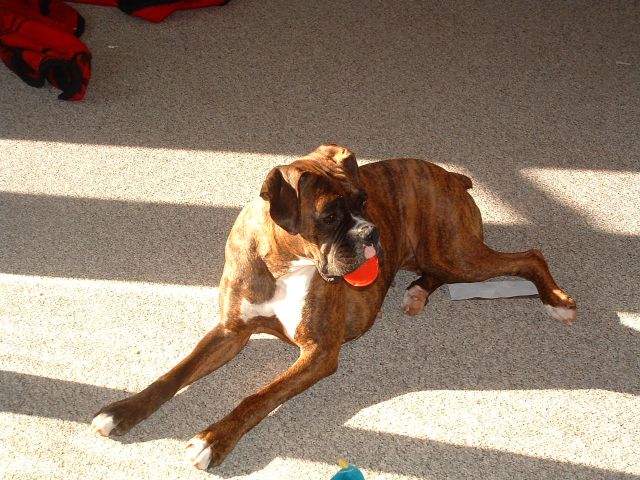 roxy1