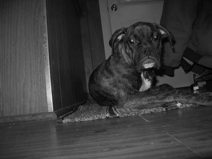 Roxy1
