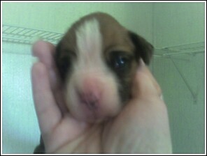 Roxy1