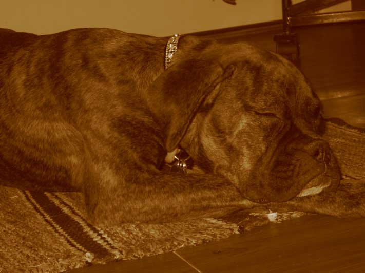 Roxy2