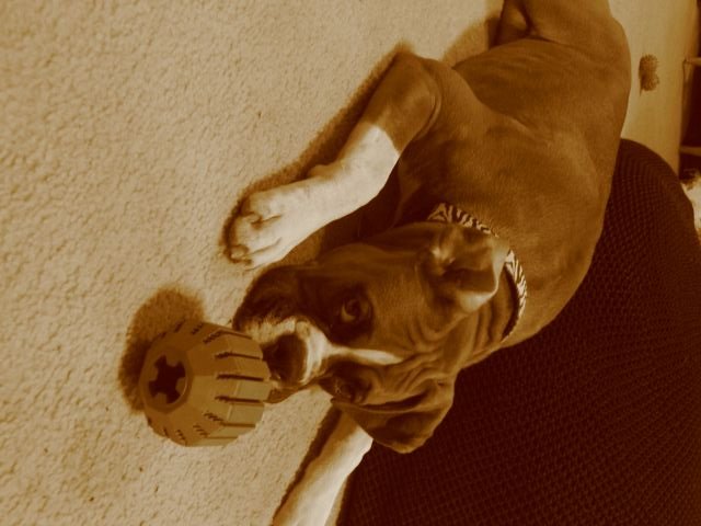 roxy4