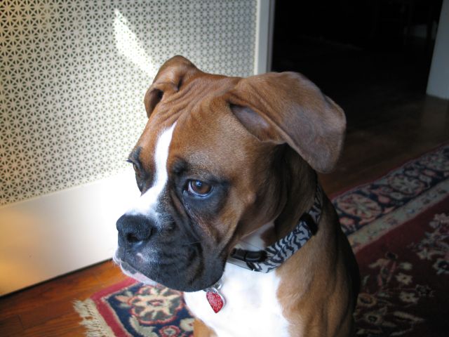 ROXY7