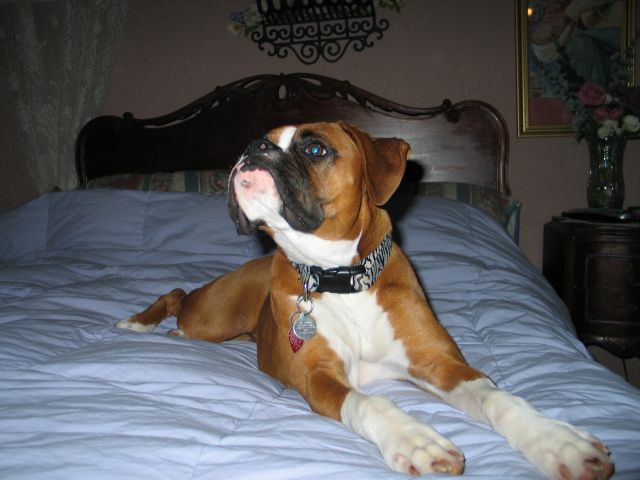ROXY8