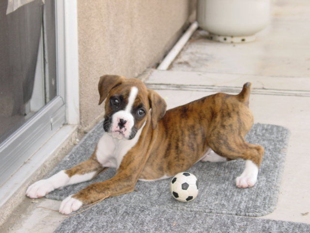 Roxy_028