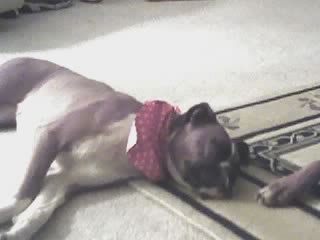 Roxy_2